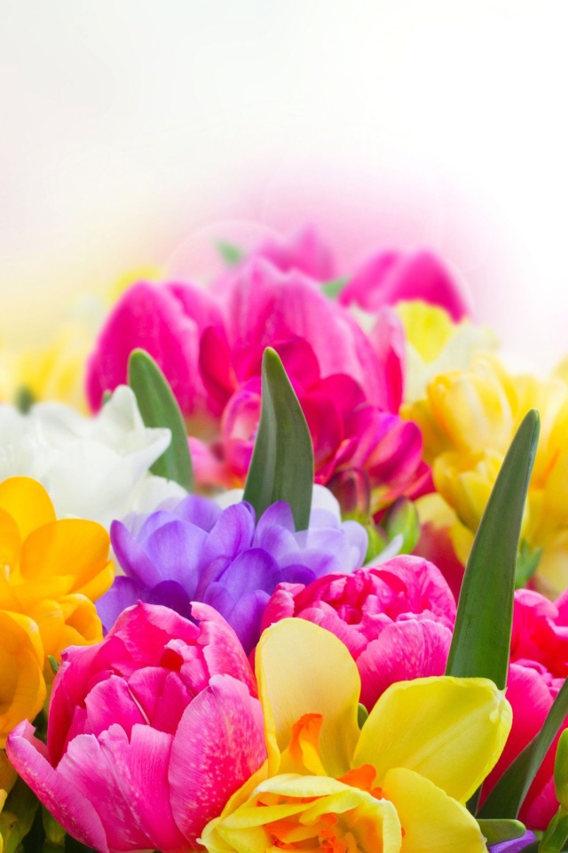 Букет разноцветных цветов  крупным планом