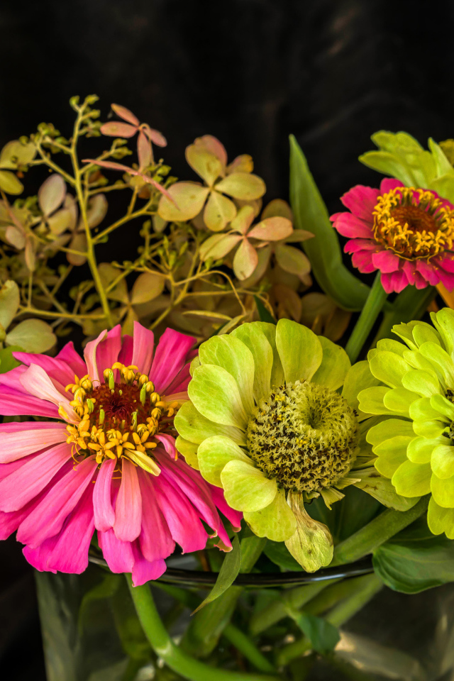 Букет разноцветных цветов цинния в вазе 