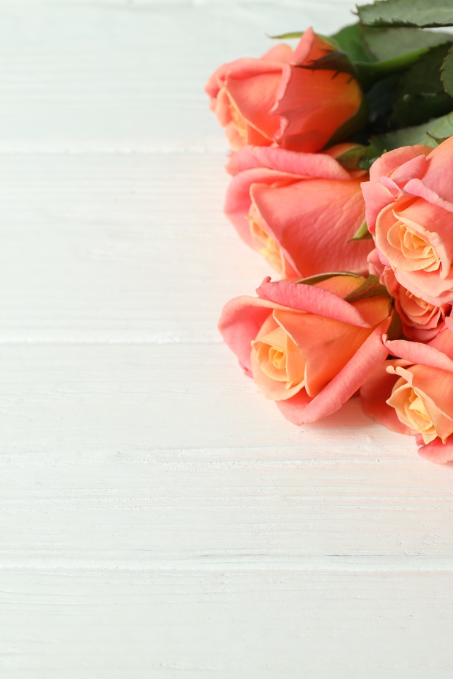 Букет нежных розовых роз на белом фоне