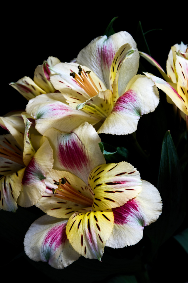 Букет цветов Альстрёмерия на черном фоне