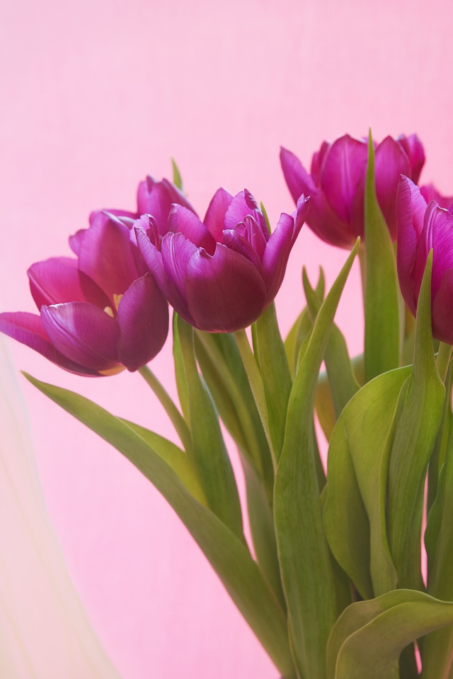 Букет сиреневых тюльпанов на розовом фоне