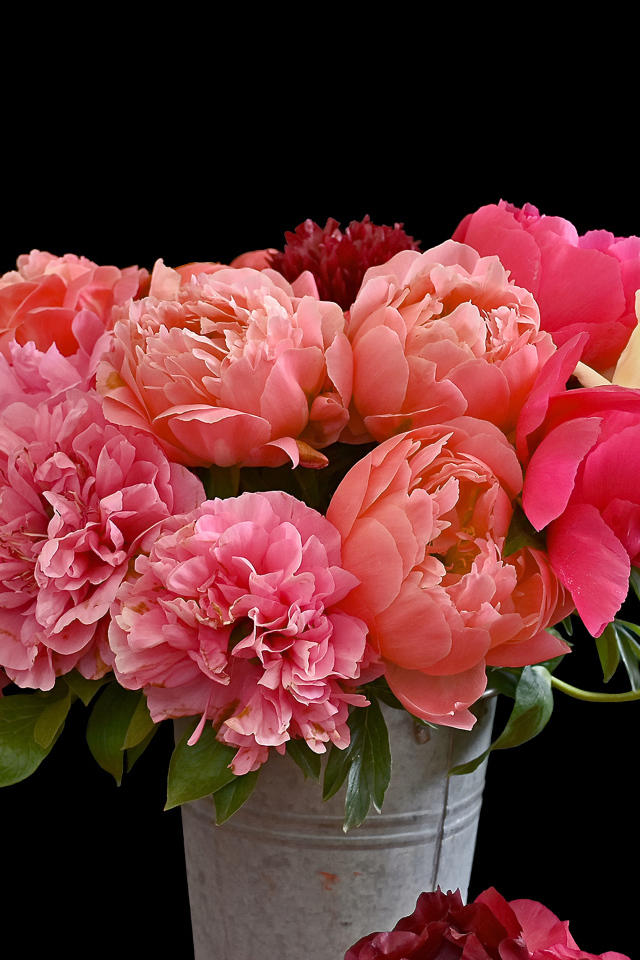 Букет разноцветных пионов в ведре на черном фоне