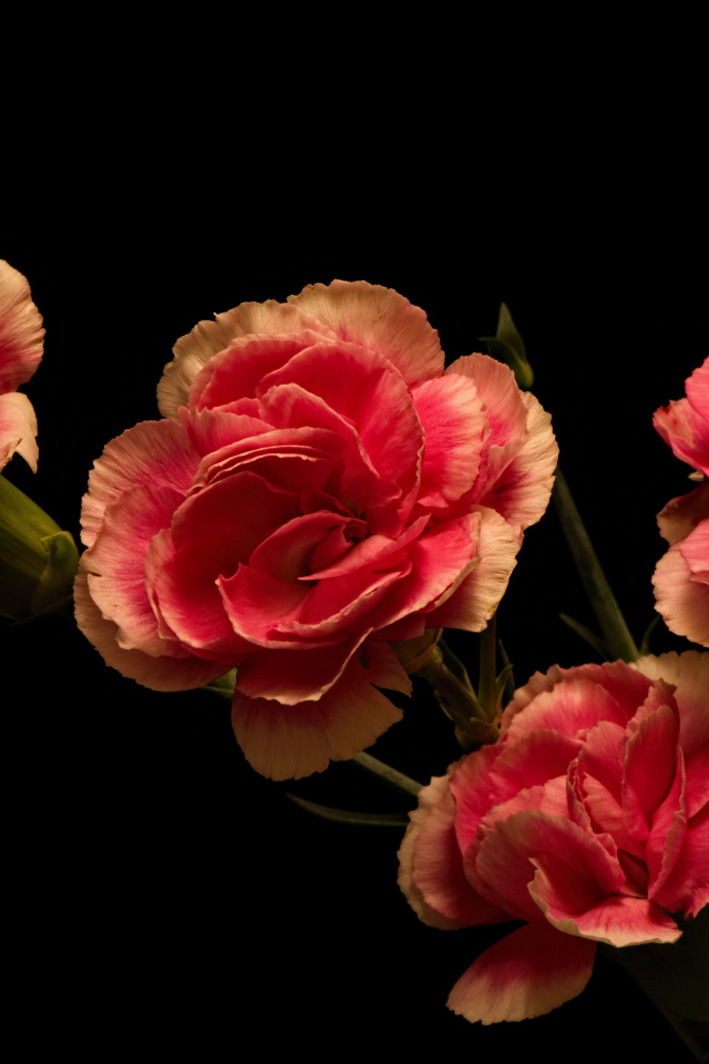 Букет розовых гвоздик на черном фоне