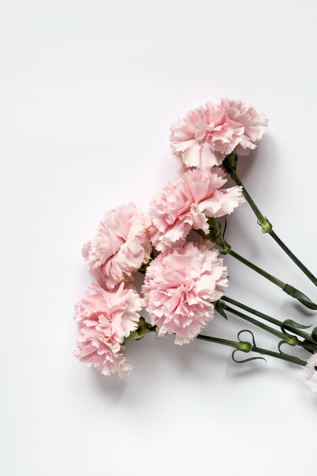 Букет розовых гвоздик с бантом на сером фоне 