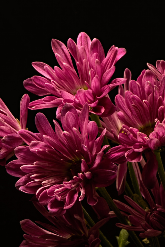Букет розовых хризантем на черном фоне крупным планом