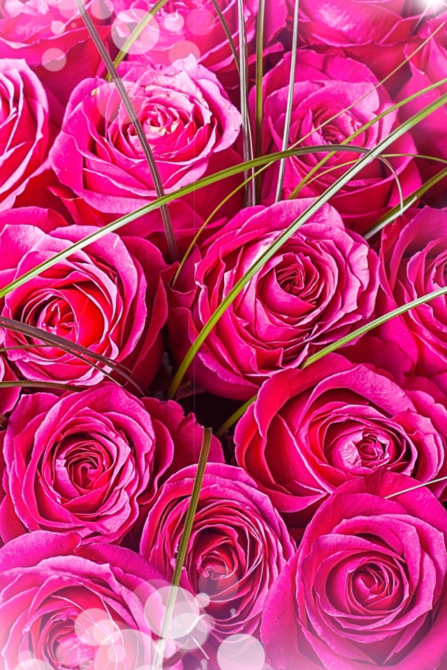 Букет розовых роз  для любимой девушки 