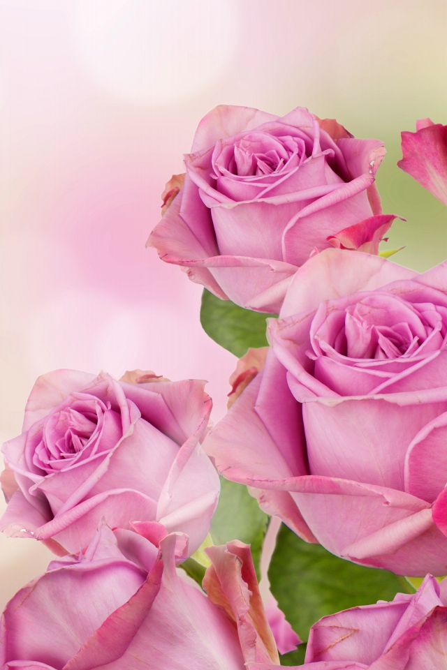 Букет розовых роз на размытом фоне