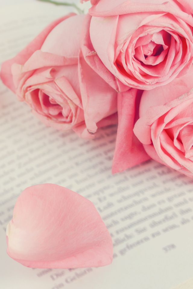 Букет розовых роз на книге