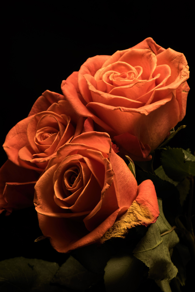 Букет розовых роз с зелеными лепестками на черном фоне