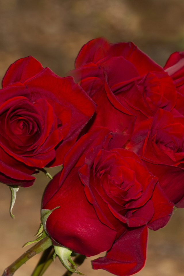 Букет алых роз крупным планом