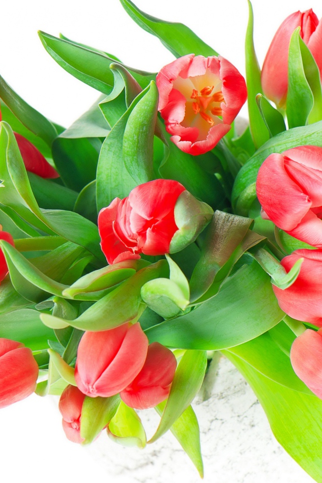 Букет красных тюльпанов с зелеными листьями на белом фоне