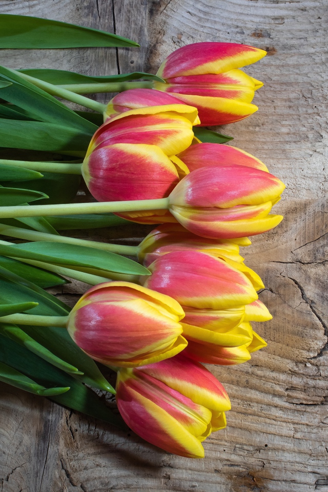 Букет красных тюльпанов с желтыми ободками на деревянном столе