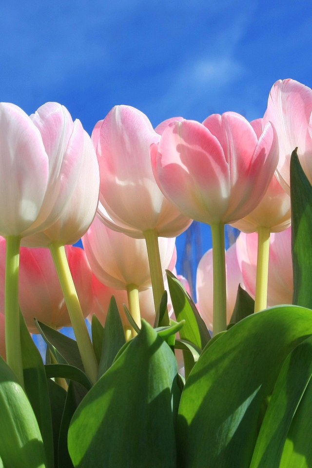 Букет нежных розовых тюльпанов на фоне голубого неба 