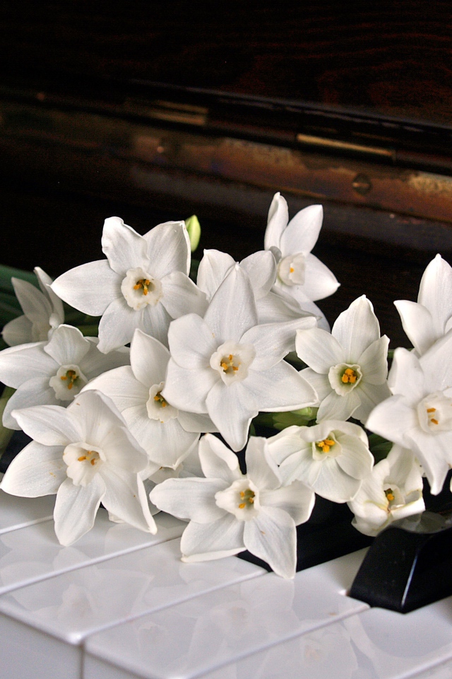 Букет белых нарциссов на кнопках пианино 