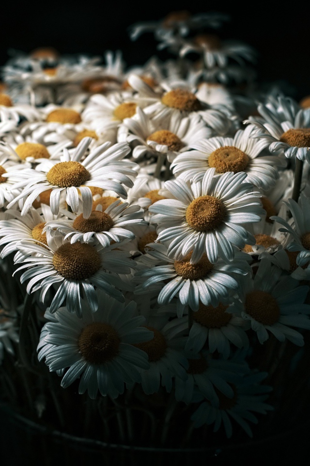 Букет белых полевых ромашек на черном фоне