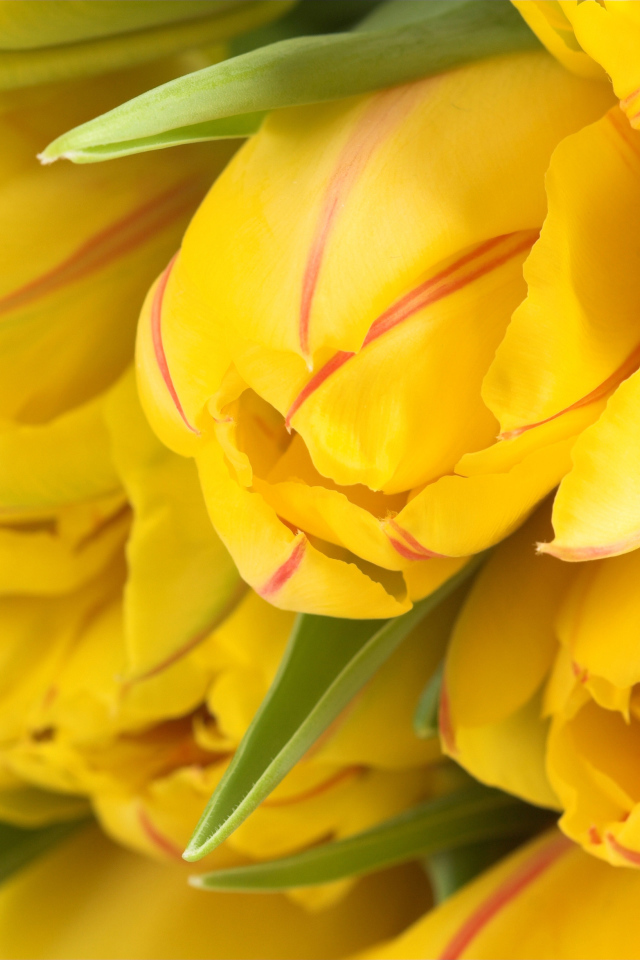 Букет желтых тюльпанов крупным планом 
