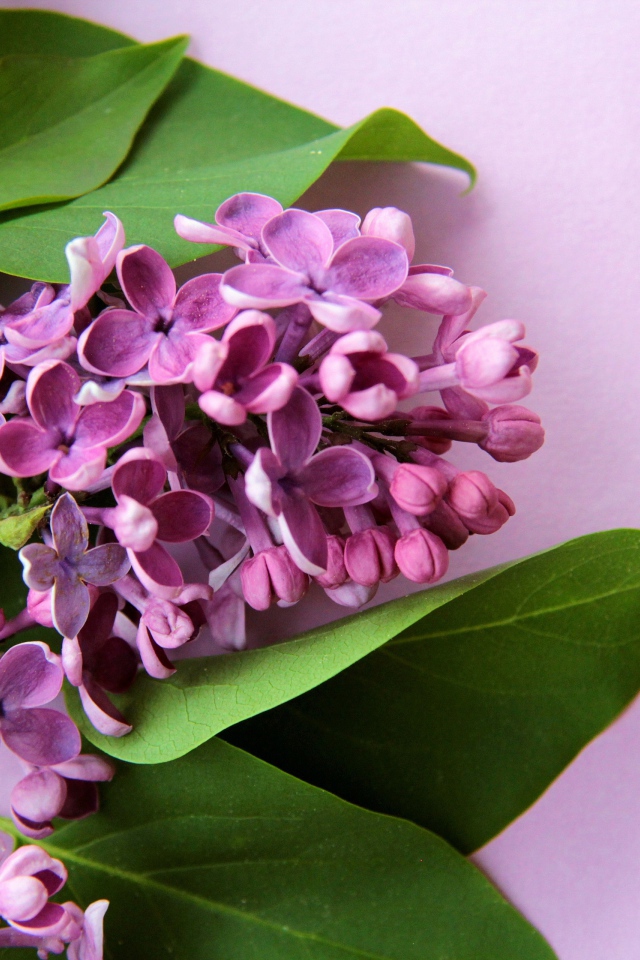 Ветка цветов сирени с зелеными листьями на розовом фоне