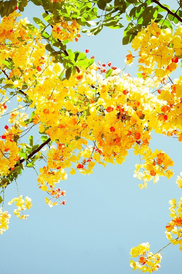 Ветка желтой акации с зелеными листьями на фоне голубого неба