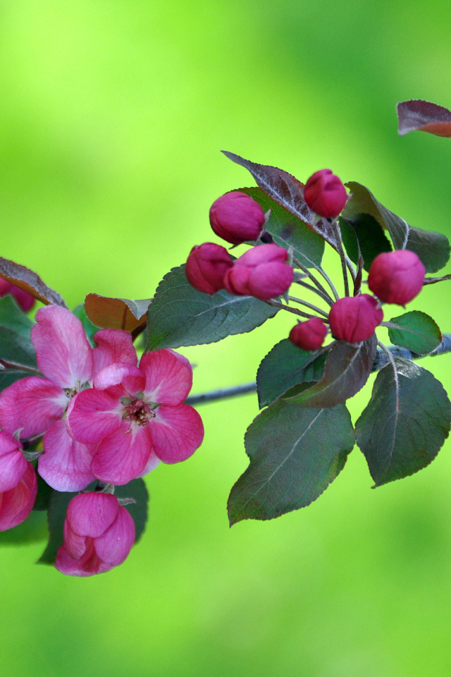 Ветка с розовыми цветами яблони на зеленом фоне