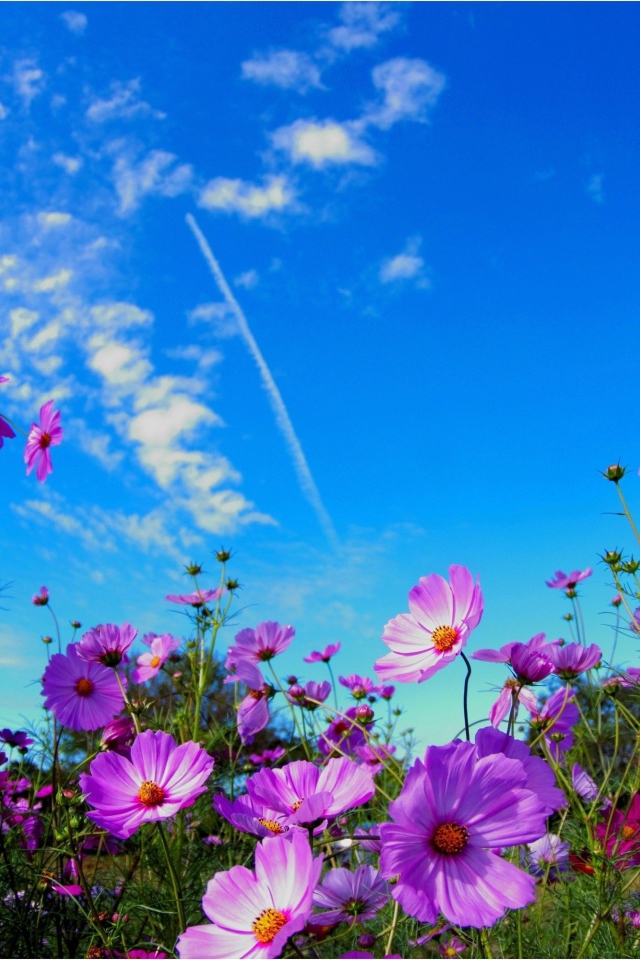 Яркие розовые цветы космеи на фоне голубого неба 