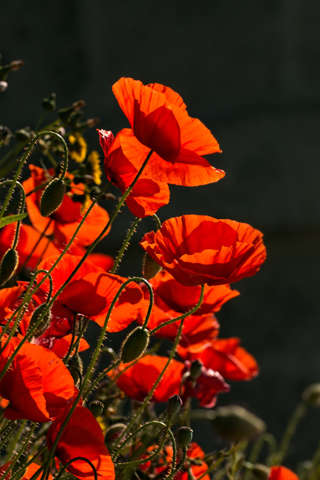 Яркие красные маки с бутонами в лучах солнца