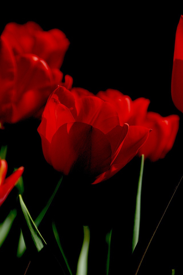 Яркие алые весенние тюльпаны на черном фоне
