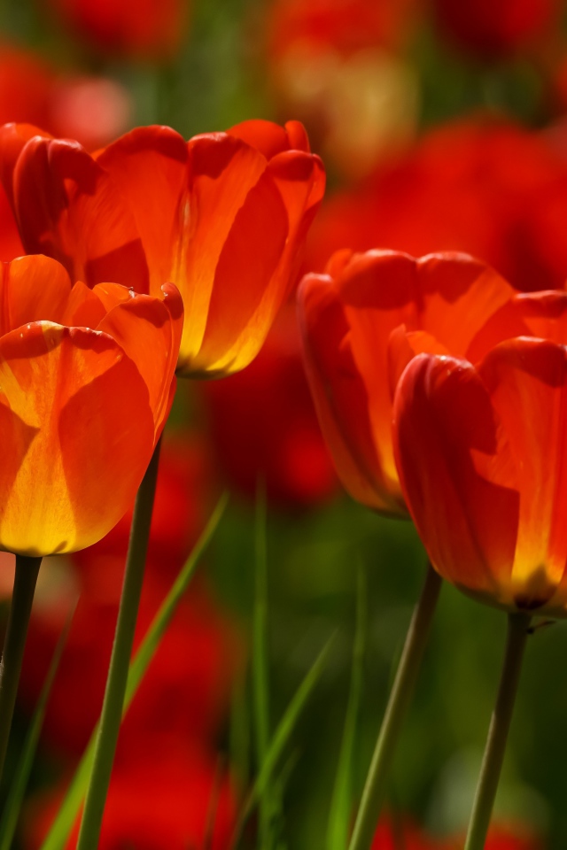 Яркие алые тюльпаны в лучах солнца весной 