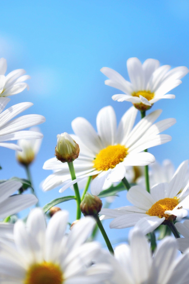 Яркие белые ромашки на фоне голубого неба