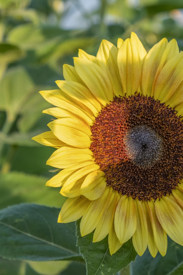 Яркий желтый подсолнух на поле в лучах солнца