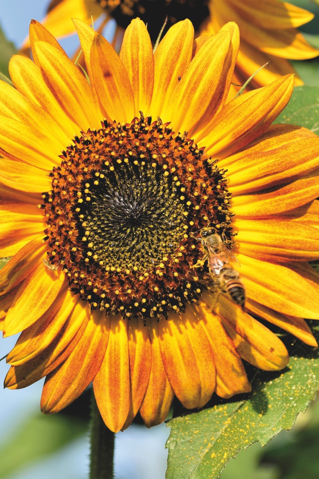 Яркий желтый подсолнух с зелеными листьями в лучах солнца