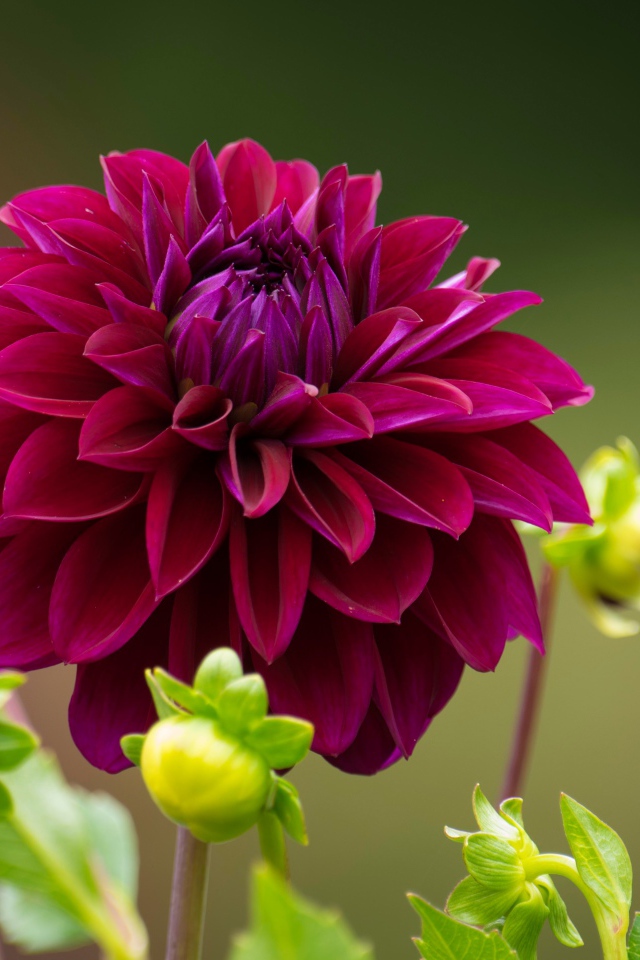 Бордовая георгина с бутонами на клумбе