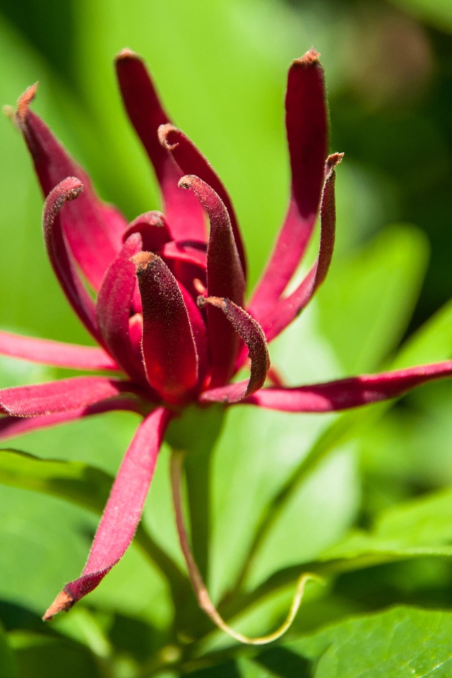 Бордовые цветы каликант цветущий крупным планом 