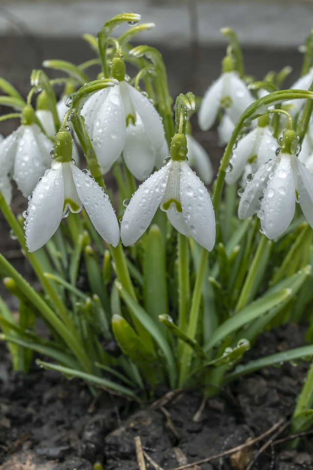 Куст белых подснежников в каплях дождя 