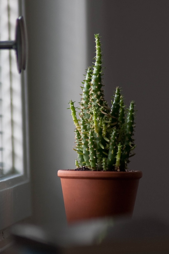 Кактус в горшке у окна 