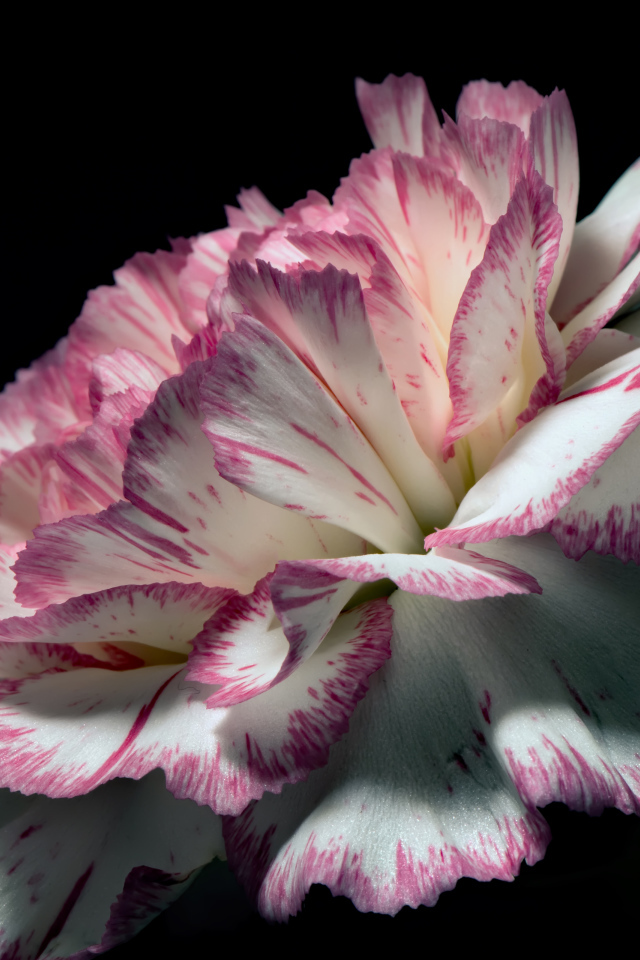 Цветок гвоздики с бело-розовыми лепестками на черном фоне