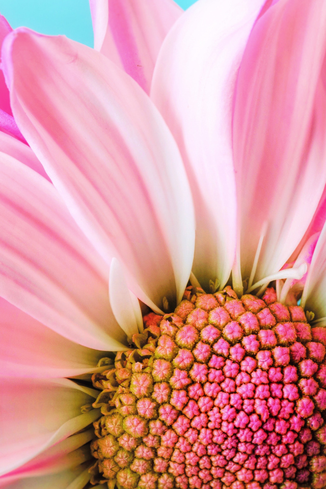 Розовые лепестки хризантем на голубом фоне крупным планом