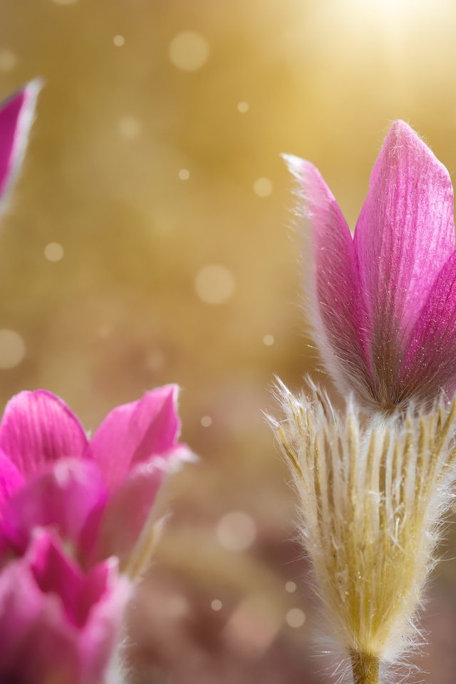 Розовые цветы прострела крупным планом 