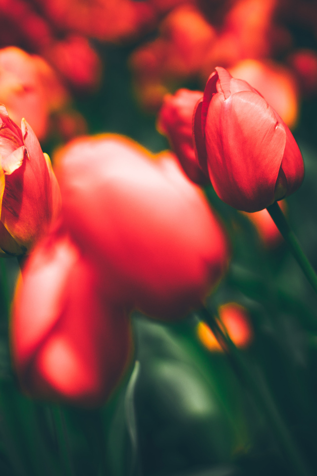 Закрытые красные тюльпаны на клумбе