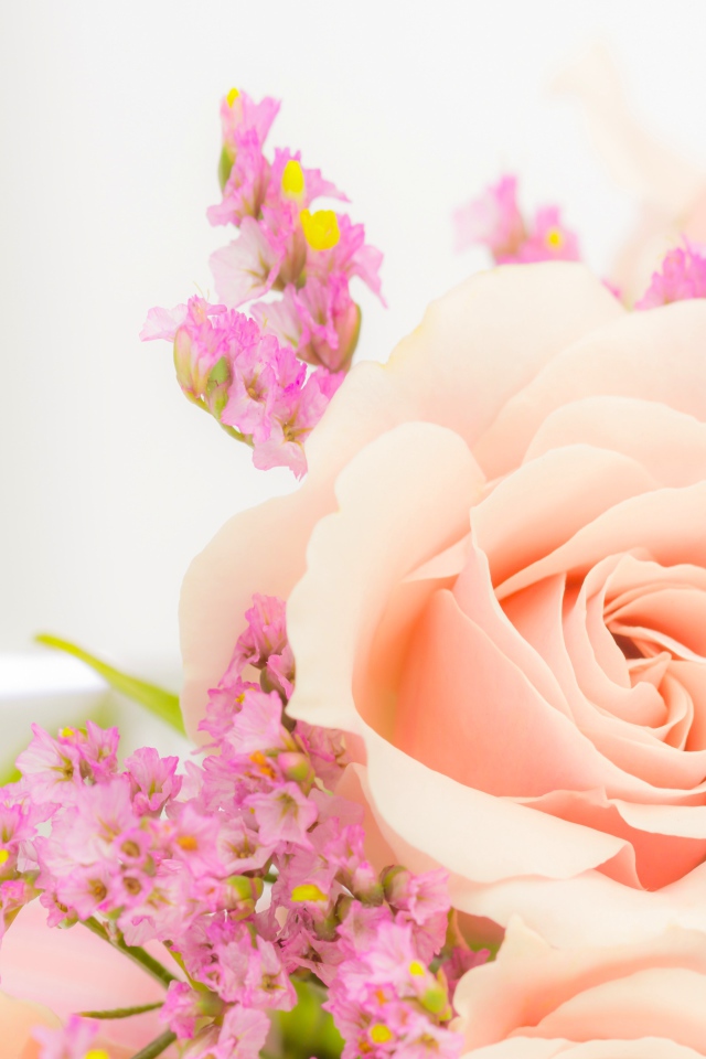 Кремовая роза с розовыми цветами на белом фоне