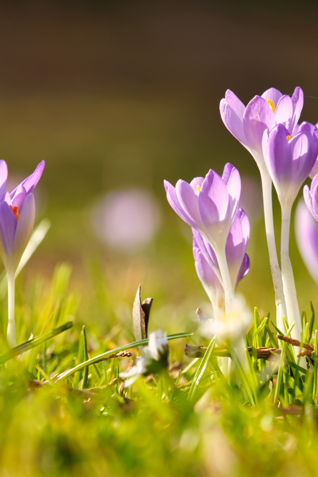 Нежные хрупкие цветы крокусов в лучах весеннего солнца