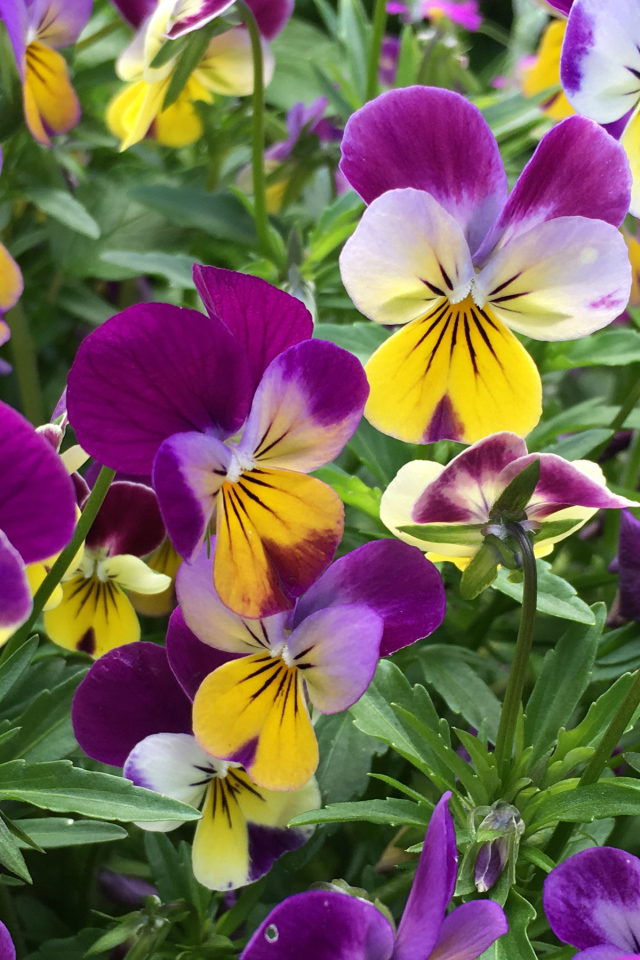 Нежные садовые цветы анютины глазки на клумбе 