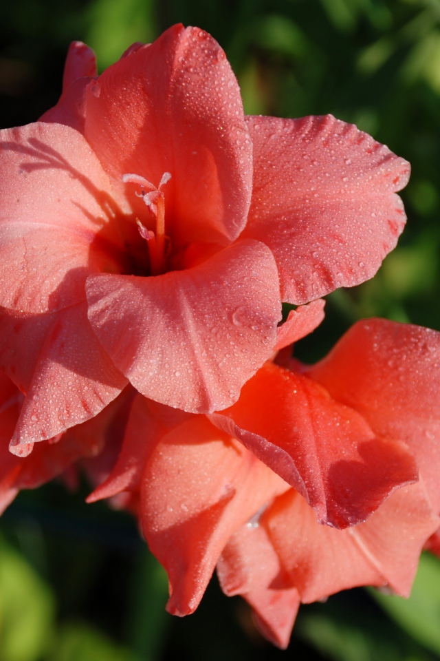 Нежные цветы гладиолуса в каплях росы