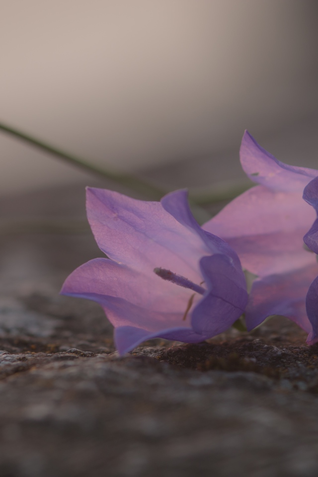 Нежные сиреневые колокольчики лежат на земле 