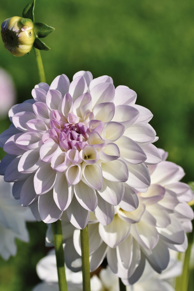 Нежные сиреневые цветы георгины с бутонами на клумбе 