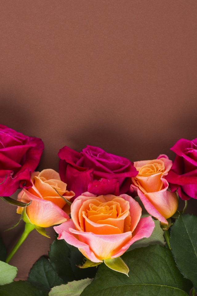 Нежные разноцветные розы на коричневом фоне