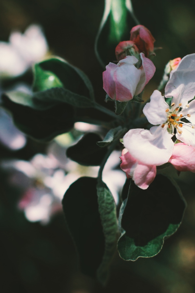 Нежные розовые цветы яблони на ветке