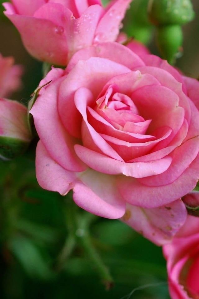 Нежные розовые садовые розы с бутонами в росе