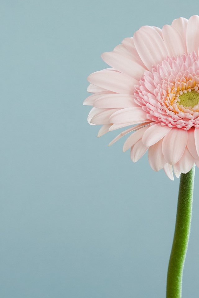 Нежная розовая гербера на сером фоне 