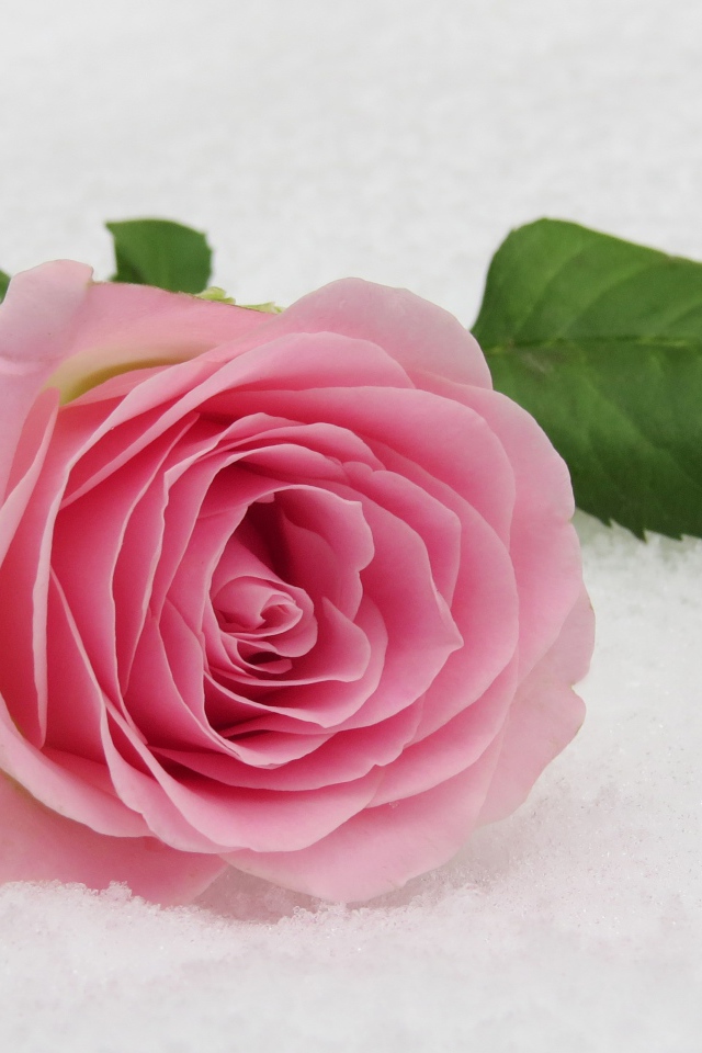 Нежный розовый цветок розы на снегу