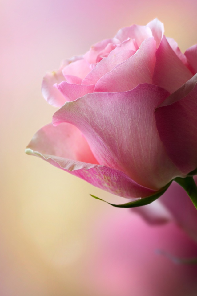 Нежная розовая роза для любимой 